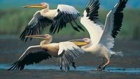 pic for Three Pelicans 